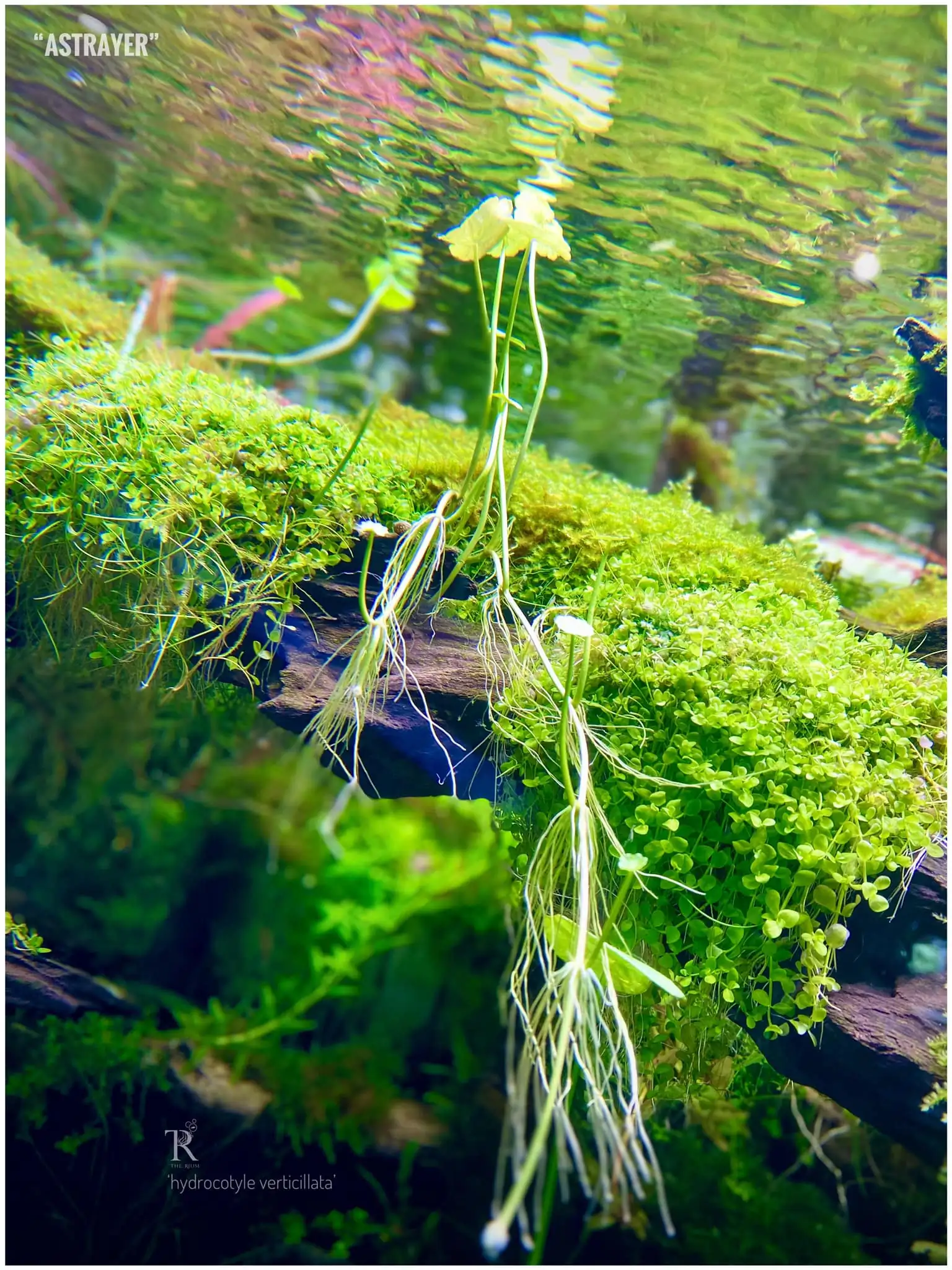 Steps progression IAPLC 2022 Rank 65 Astrayer - Son Tu Thai / VietNam