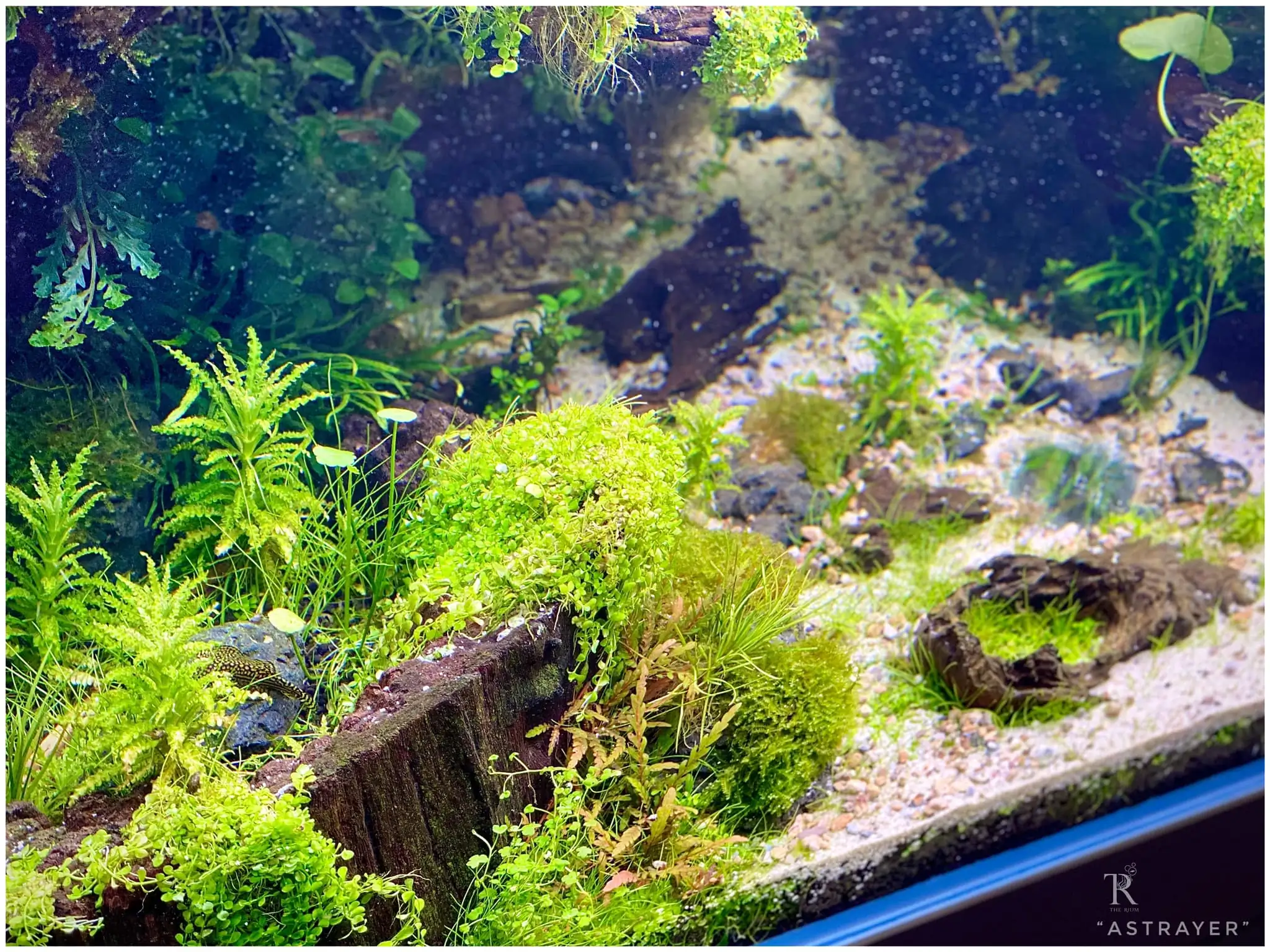 Steps progression IAPLC 2022 Rank 65 Astrayer - Son Tu Thai / VietNam