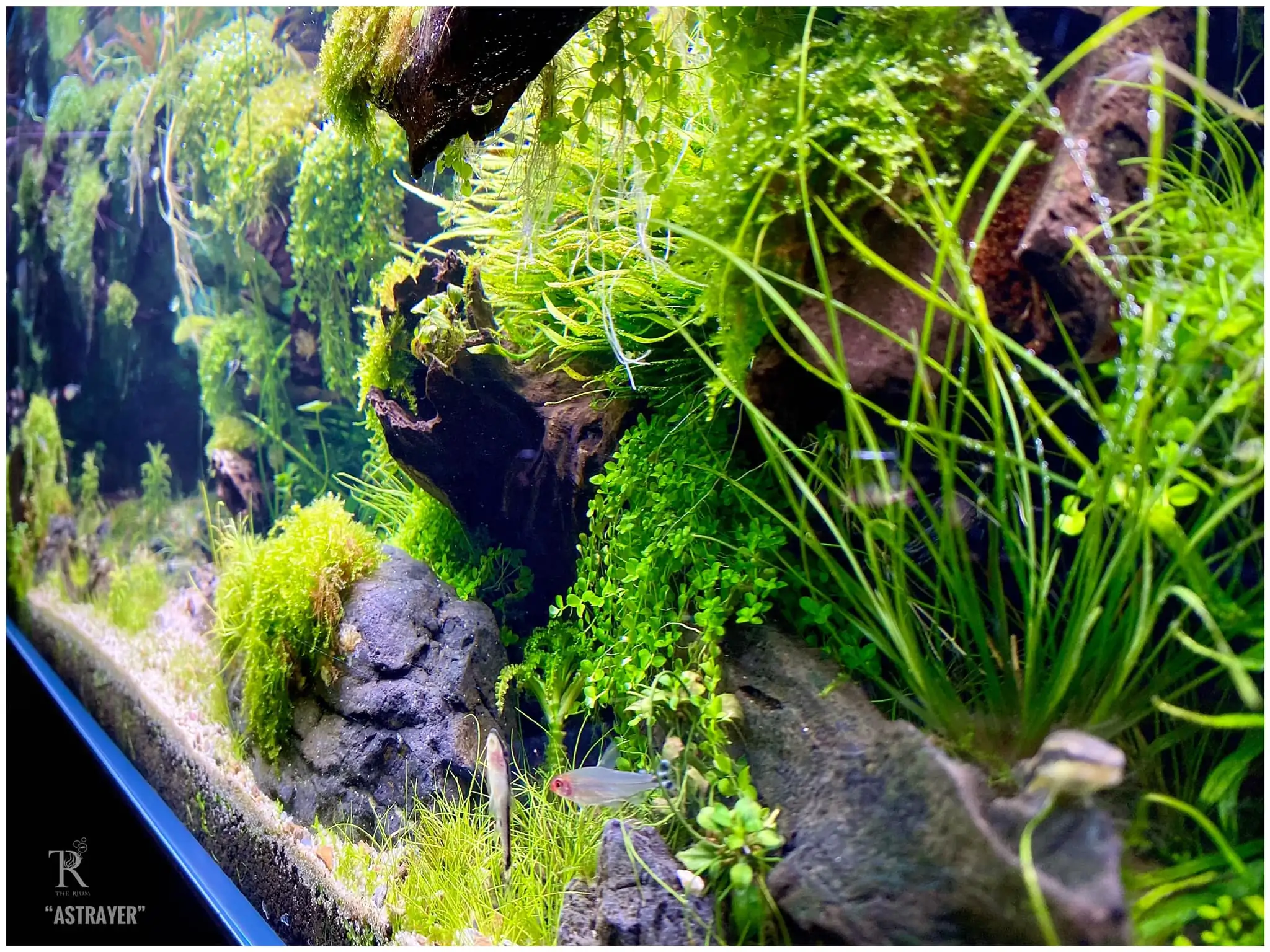 Steps progression IAPLC 2022 Rank 65 Astrayer - Son Tu Thai / VietNam