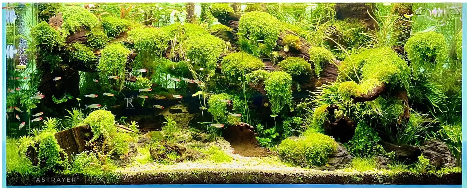 Steps progression IAPLC 2022 Rank 65 Astrayer - Son Tu Thai / VietNam