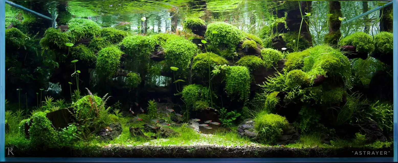 Steps progression IAPLC 2022 Rank 65 Astrayer - Son Tu Thai / VietNam