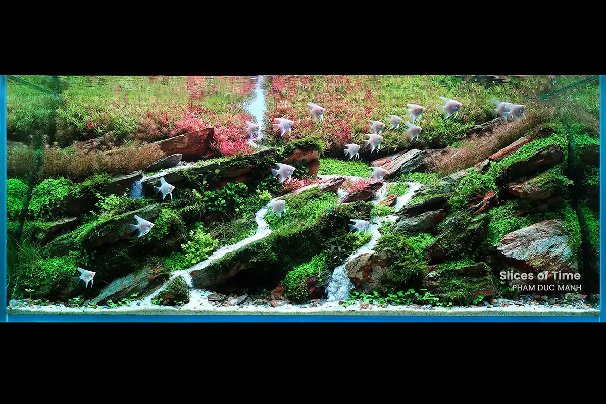 Steps progression IIAC 2022 - RANK 43 - Slices Of Time - Pham Duc Manh/Vietnam