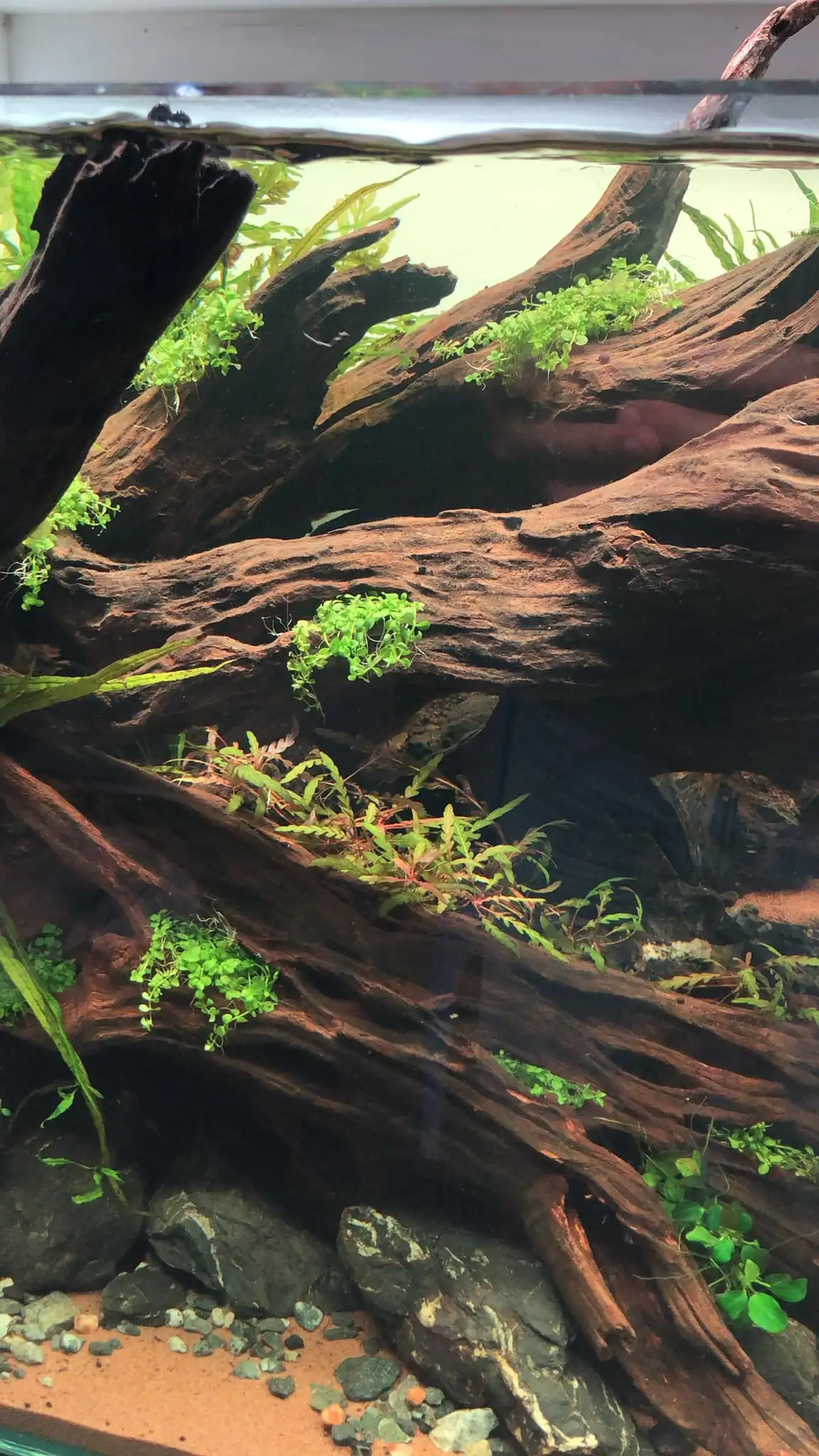 Steps progression KIAC 2022 Rank 11 - Paradiso - Eakthanat Isarathikul / Thailand