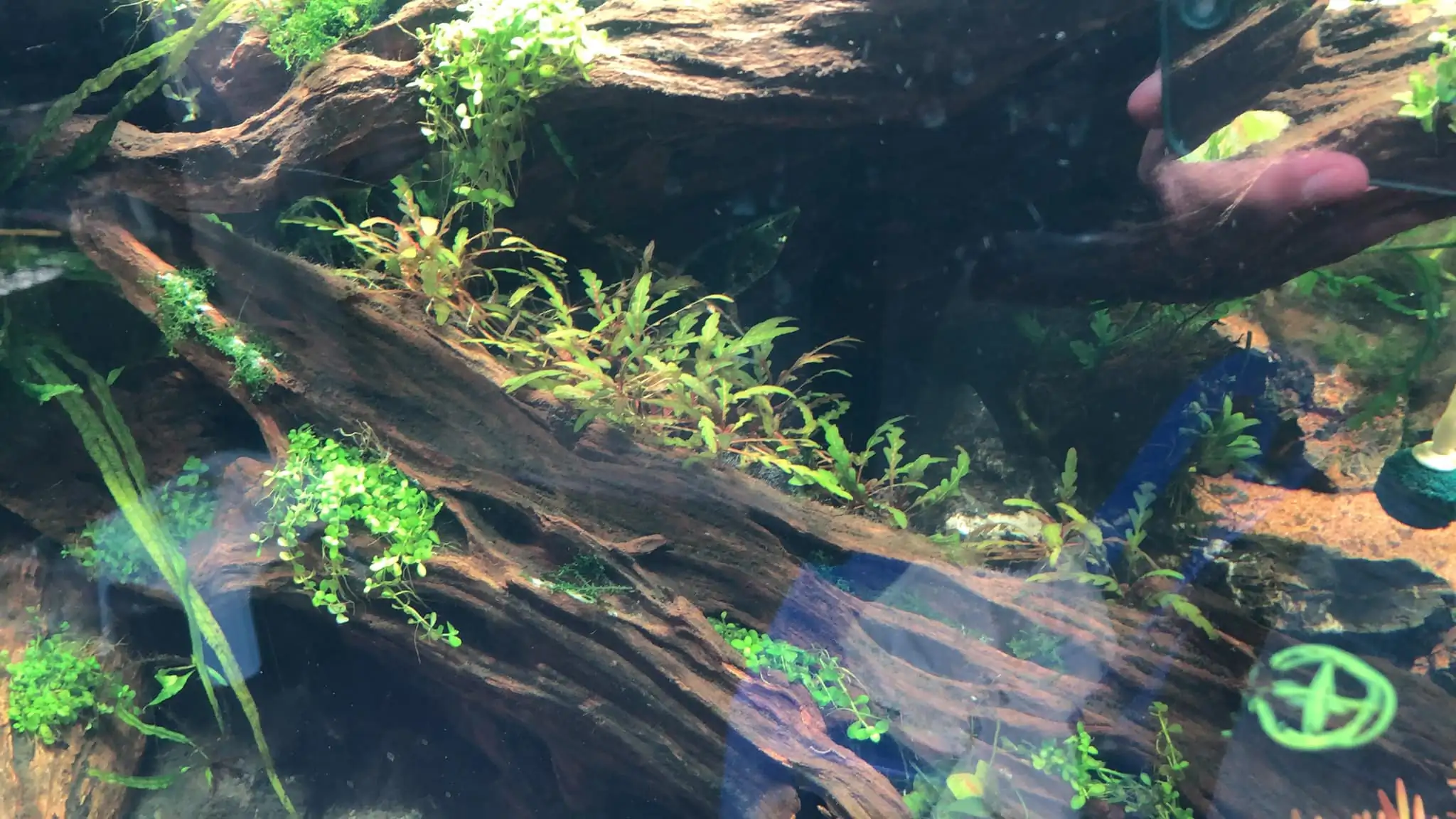 Steps progression KIAC 2022 Rank 11 - Paradiso - Eakthanat Isarathikul / Thailand