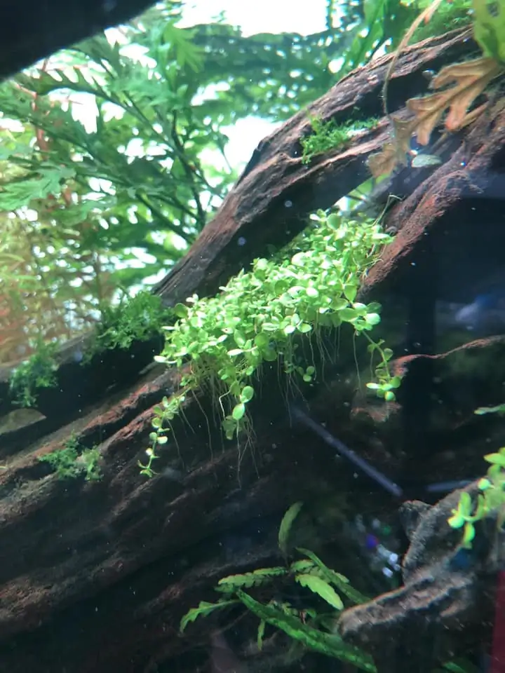 Steps progression KIAC 2022 Rank 11 - Paradiso - Eakthanat Isarathikul / Thailand