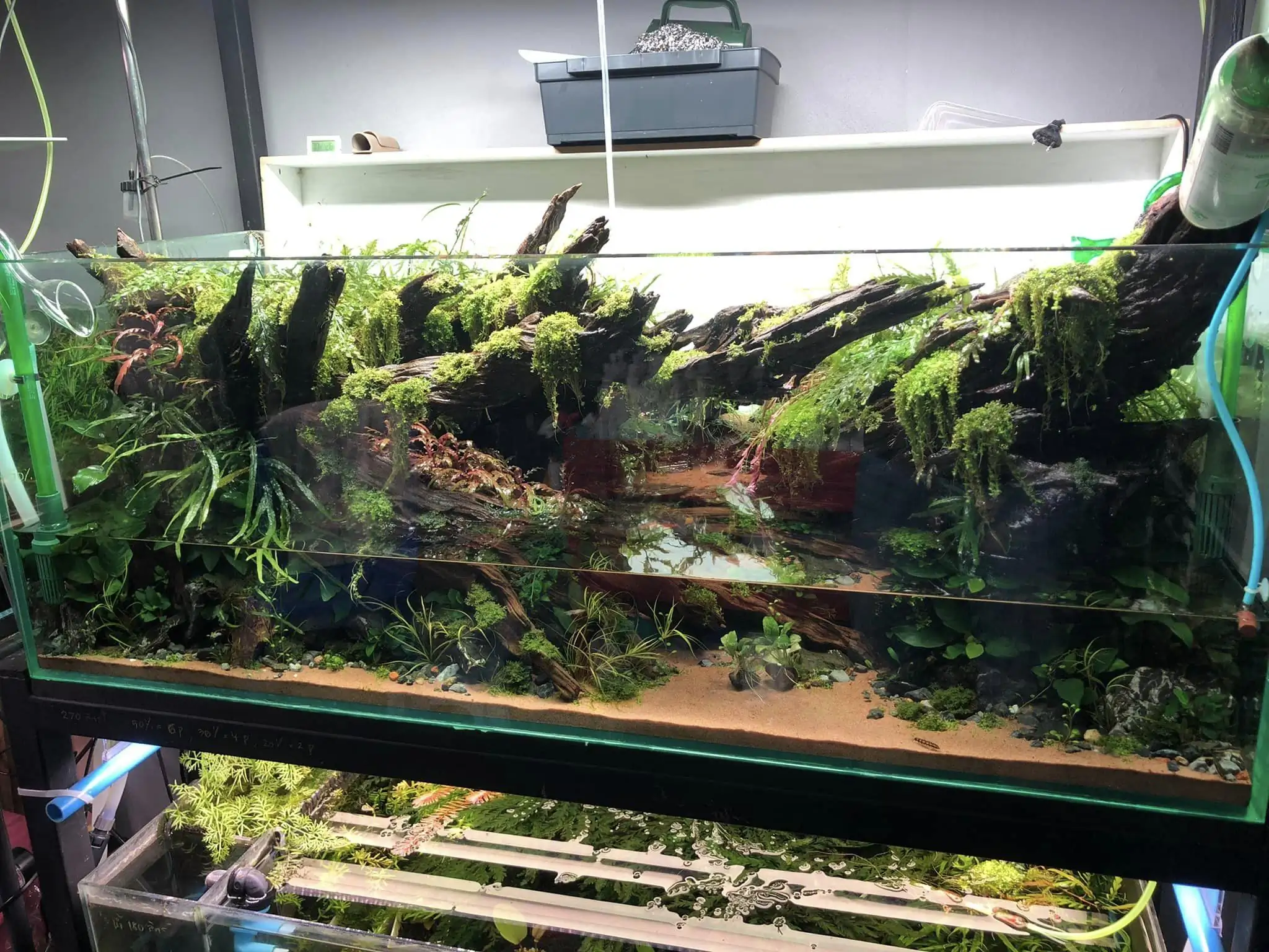 Steps progression KIAC 2022 Rank 11 - Paradiso - Eakthanat Isarathikul / Thailand