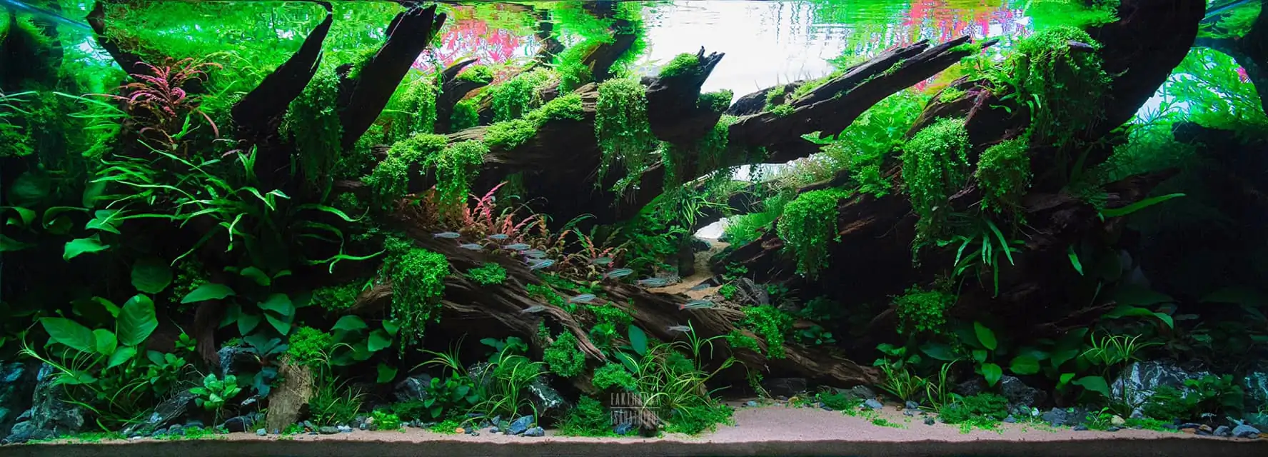 Steps progression KIAC 2022 Rank 11 - Paradiso - Eakthanat Isarathikul / Thailand