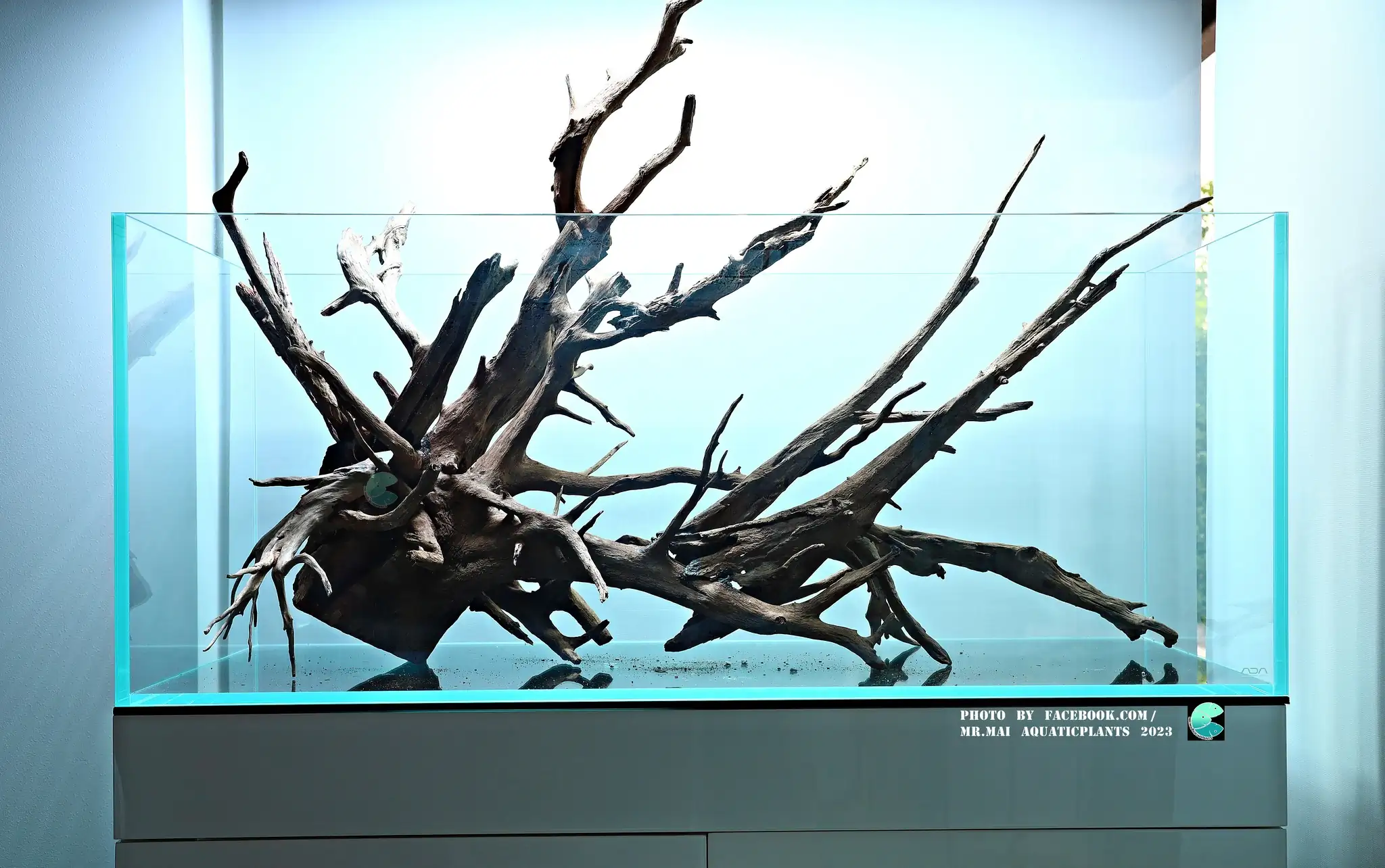 Aquascaping steps - Nature Aquarium - Mr Mai Aquaticplants / Thailand
