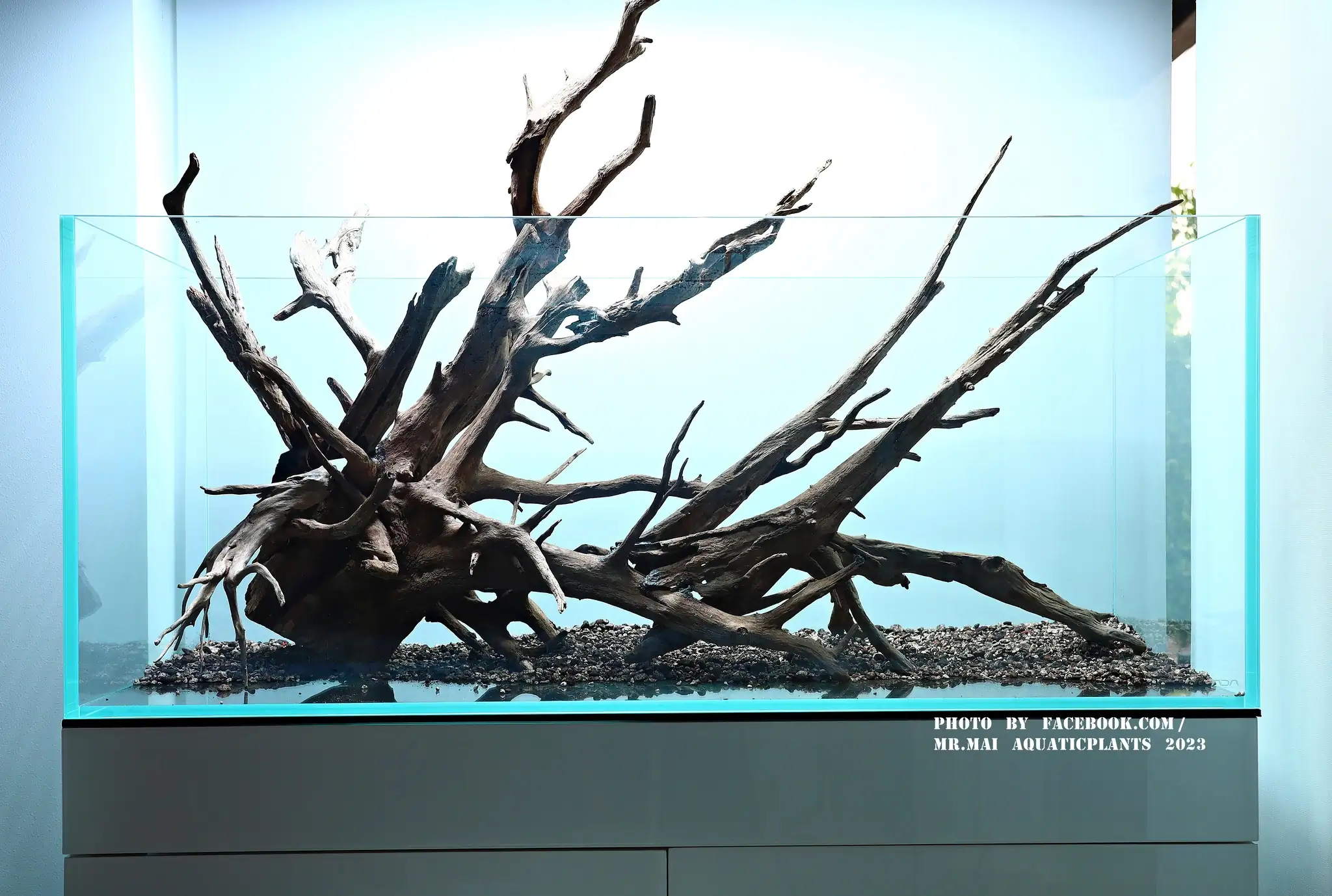 Aquascaping steps - Nature Aquarium - Mr Mai Aquaticplants / Thailand