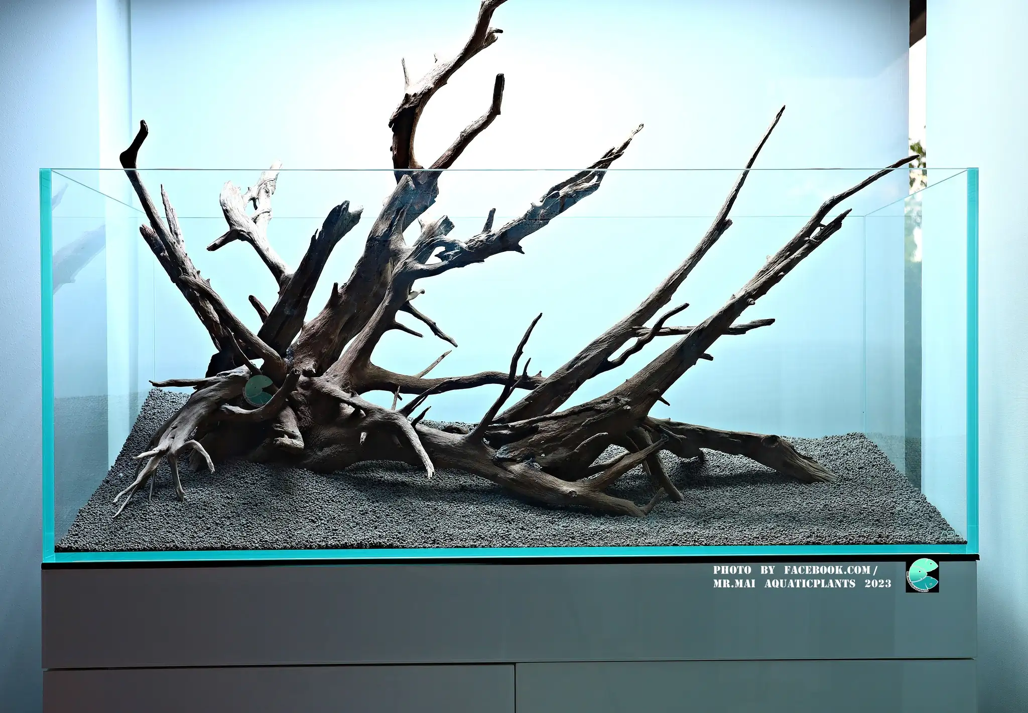 Aquascaping steps - Nature Aquarium - Mr Mai Aquaticplants / Thailand