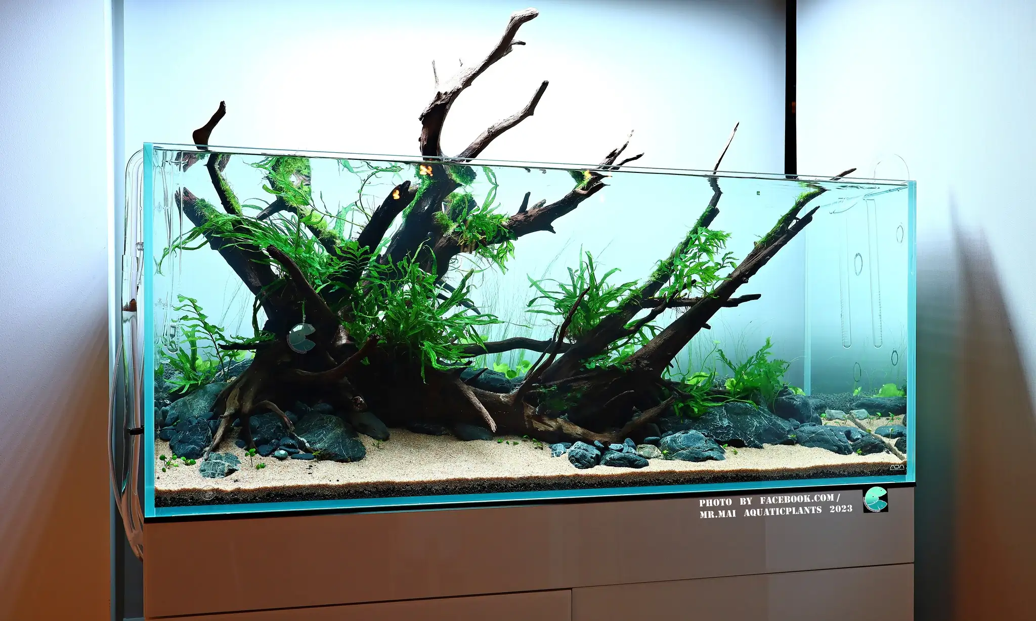 Aquascaping steps - Nature Aquarium - Mr Mai Aquaticplants / Thailand