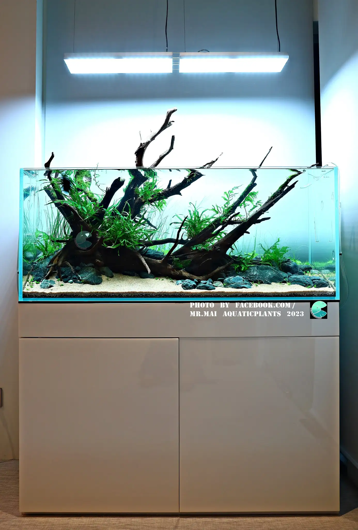 Aquascaping steps - Nature Aquarium - Mr Mai Aquaticplants / Thailand