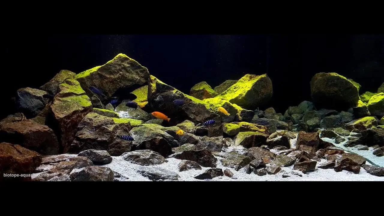 How to create a biotope aquarium
