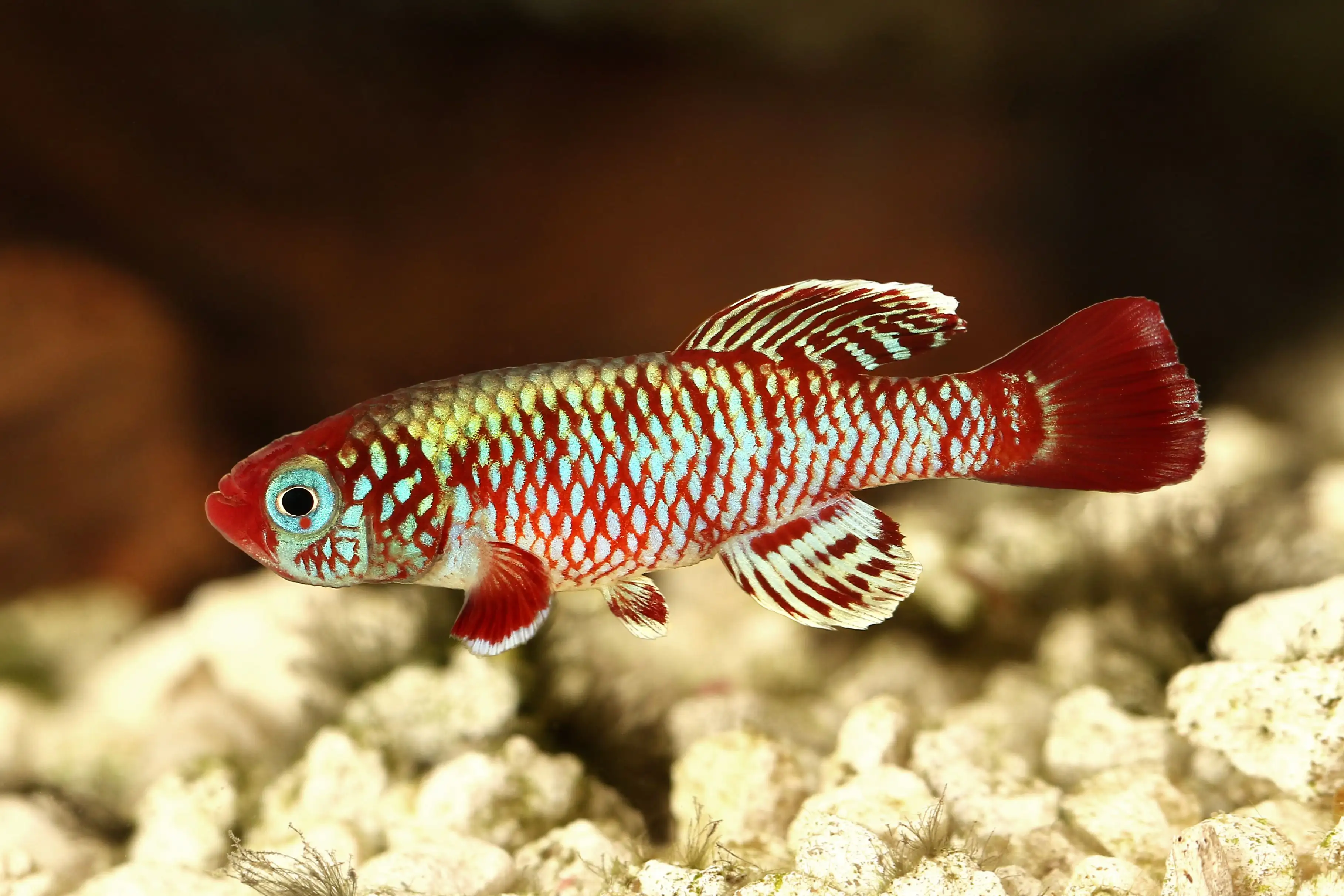 Everything You Need to Know About Killifish - Killifish Care Guide - 2024 Edition