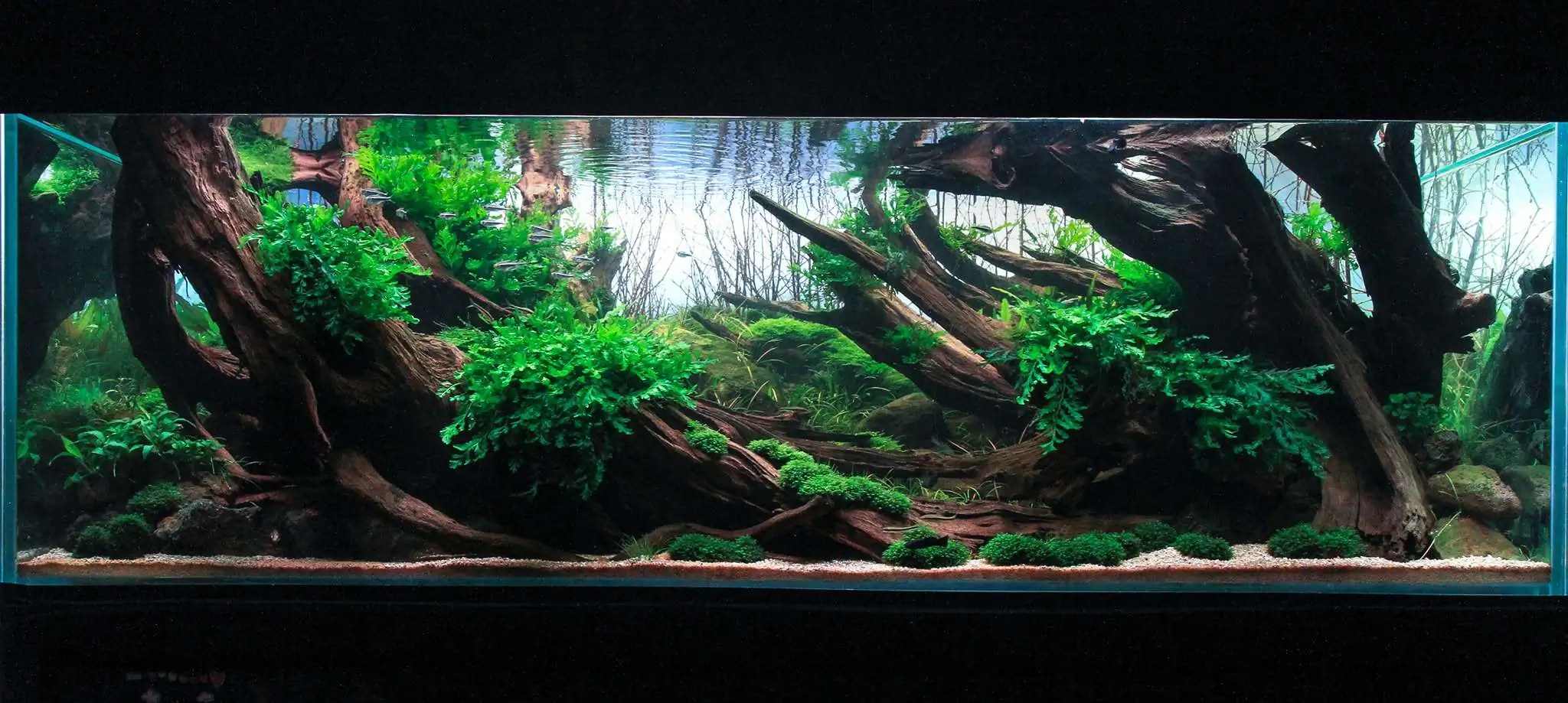 Planted tank can go on without fertilizer? 