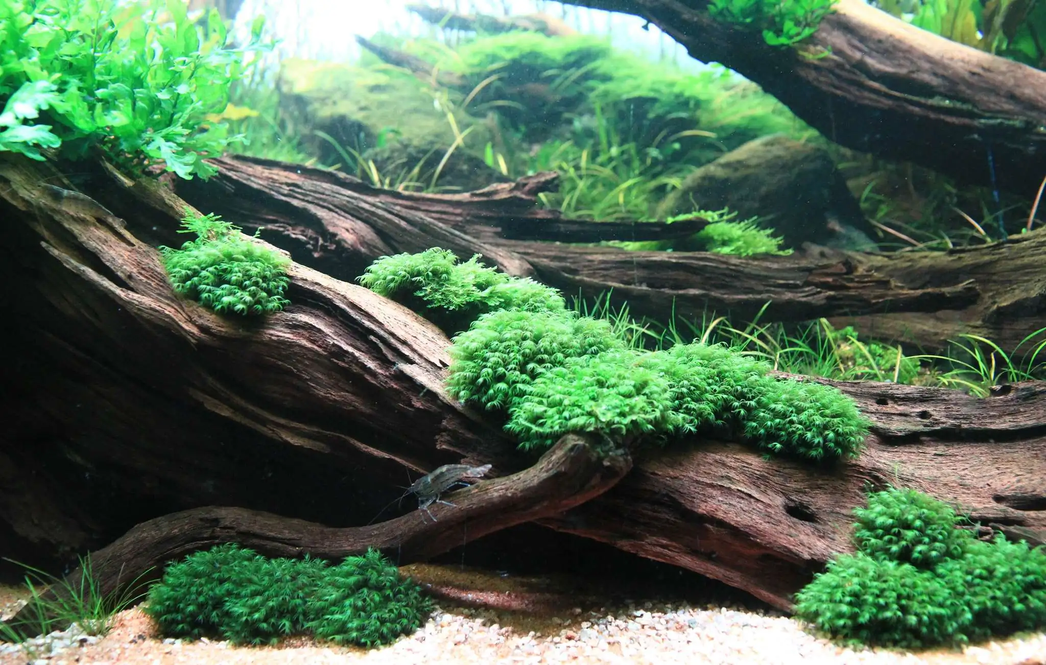 Planted tank can go on without fertilizer? 