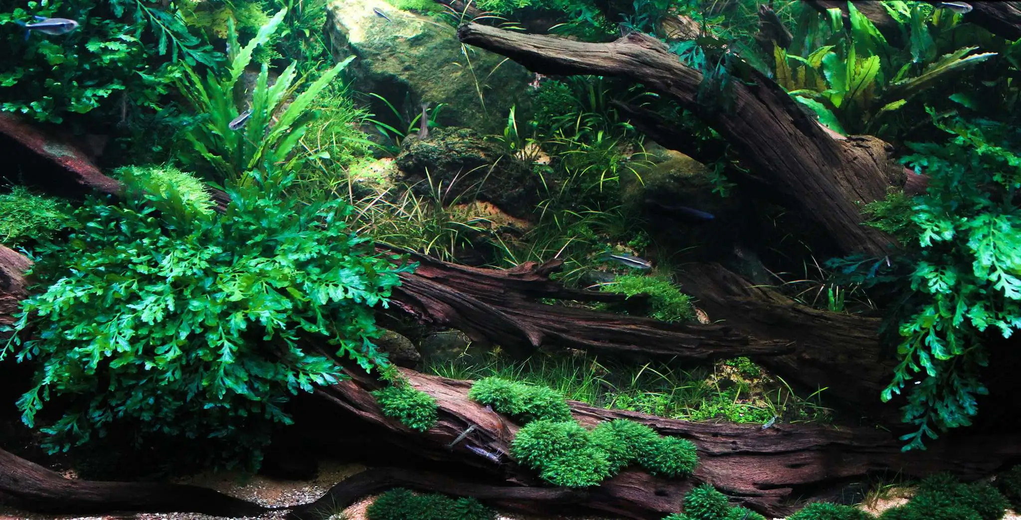 Planted tank can go on without fertilizer? 