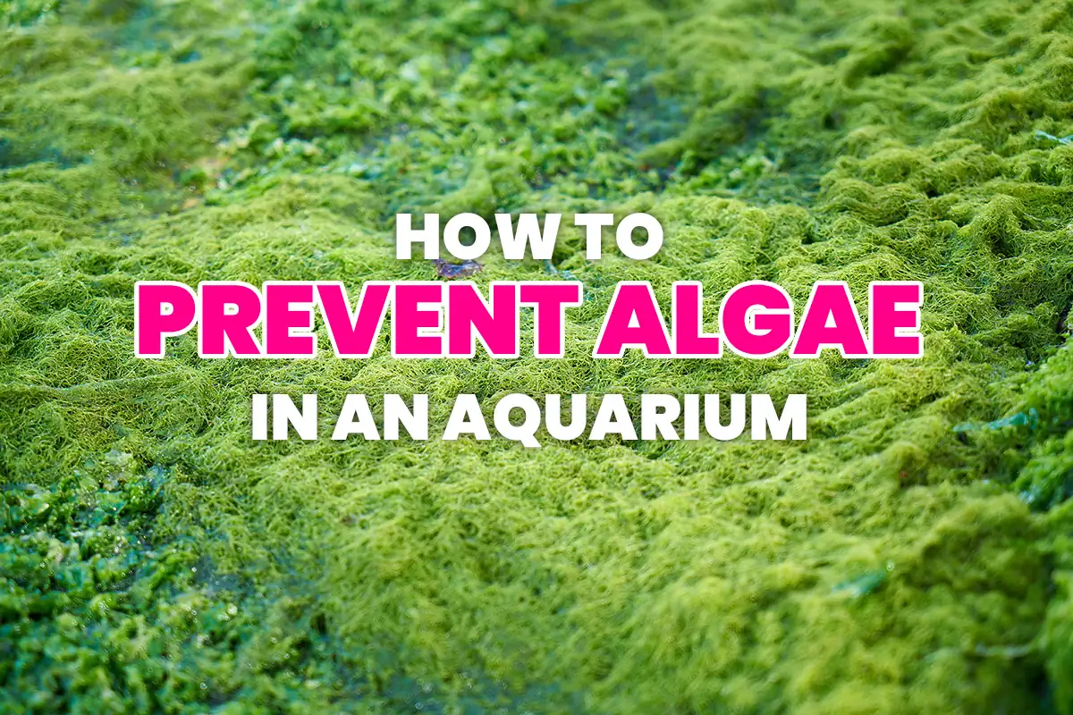How to prevent 11 types of harmful algae in an aquarium
