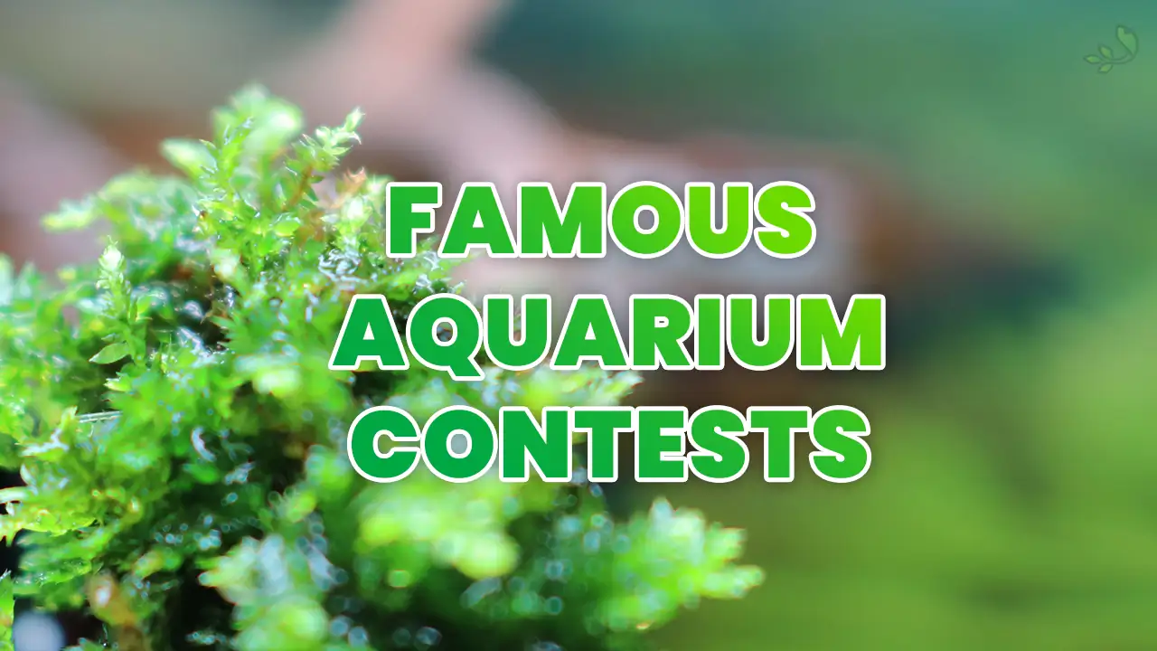 Famous Aquascaping Contests