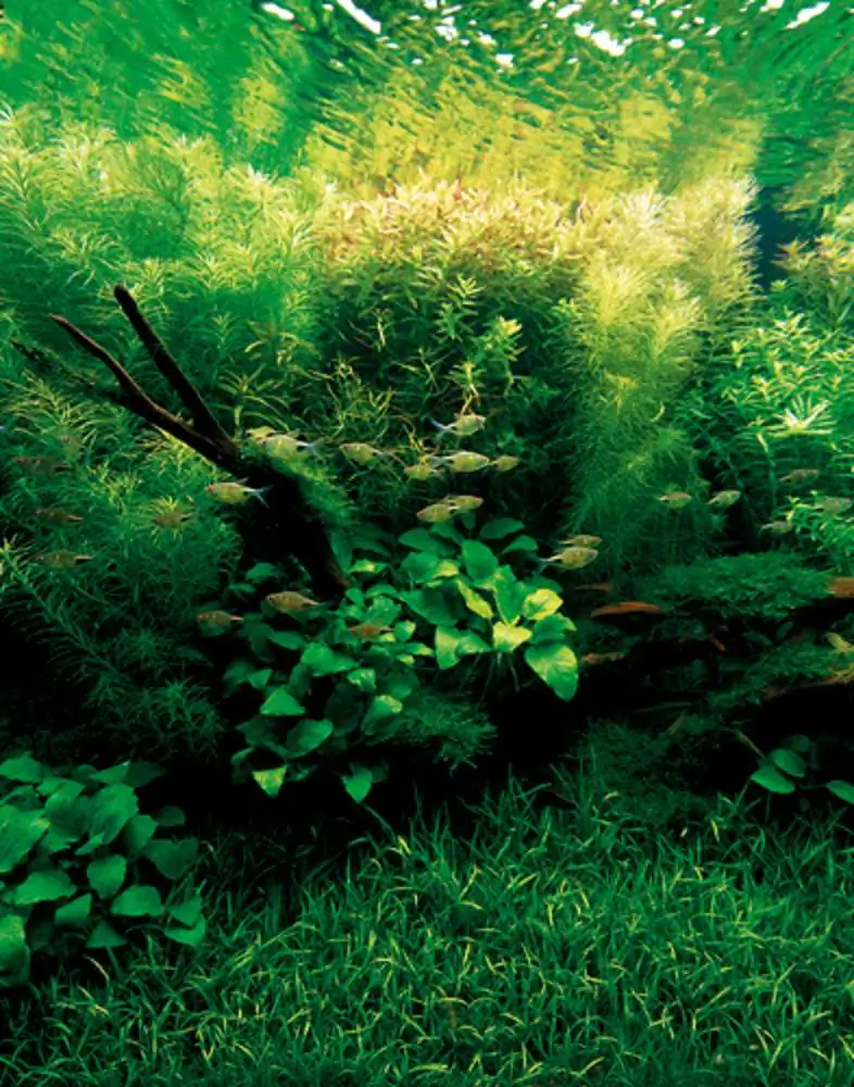 Amano san's history and aquarium tanks
