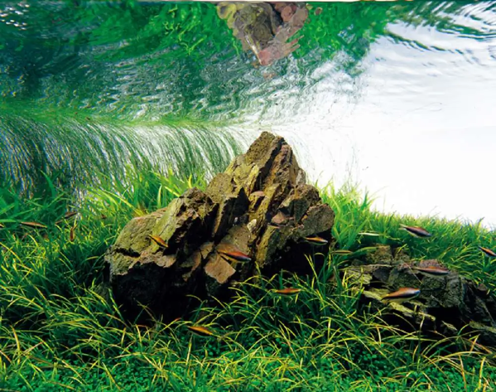 Amano san's history and aquarium tanks