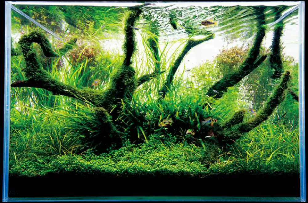 Amano san's history and aquarium tanks