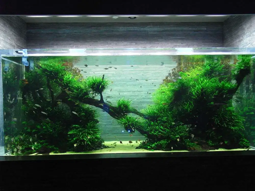 Amano san's history and aquarium tanks
