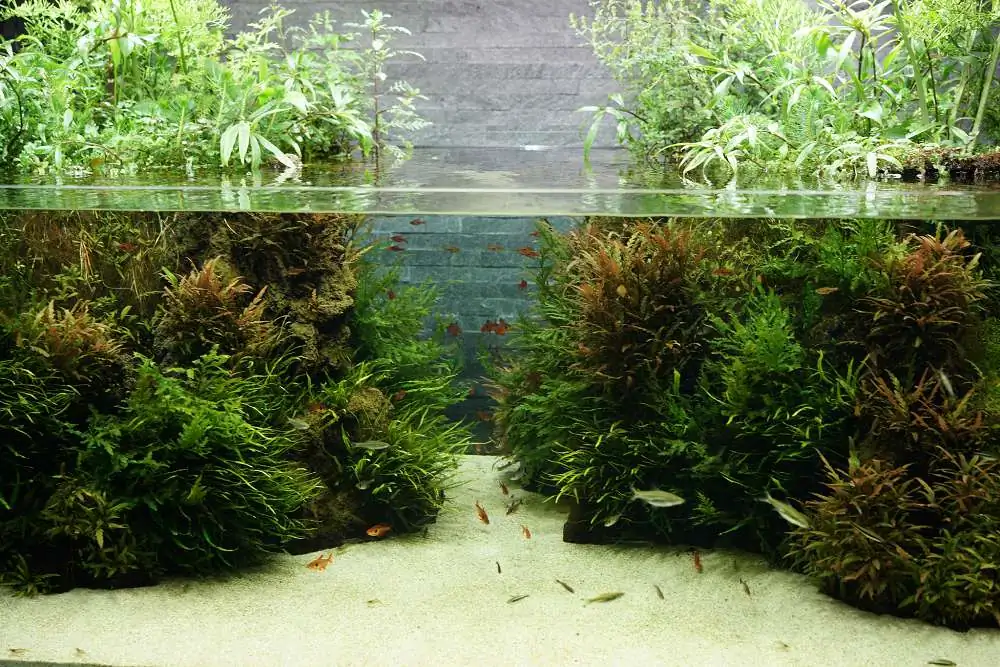 Amano san's history and aquarium tanks