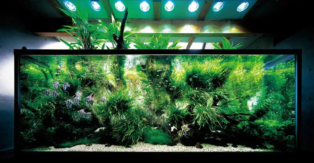 Amano san's history and aquarium tanks