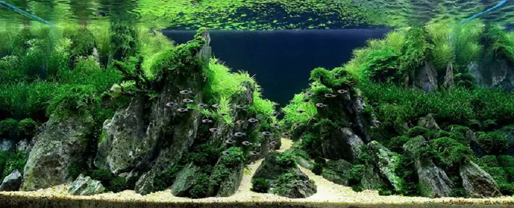 Amano san's history and aquarium tanks