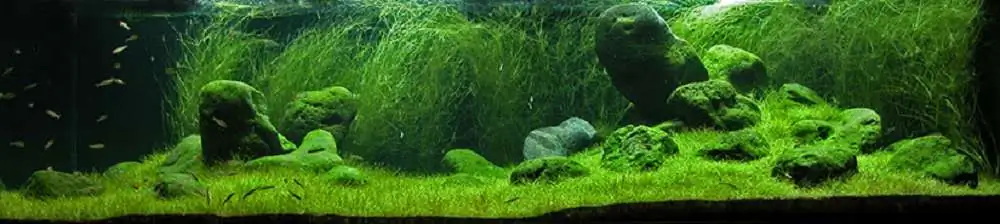 Amano san's history and aquarium tanks