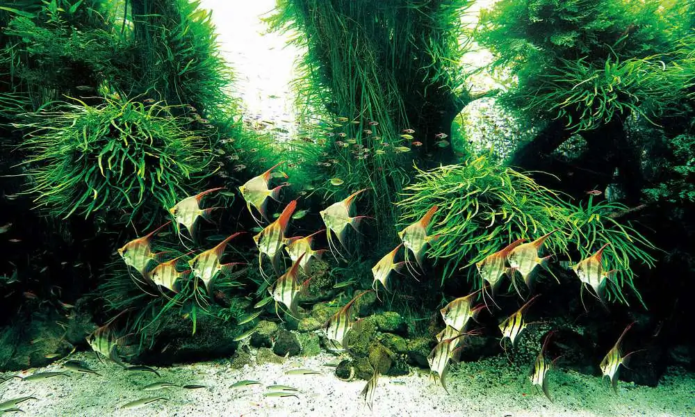 Amano san's history and aquarium tanks