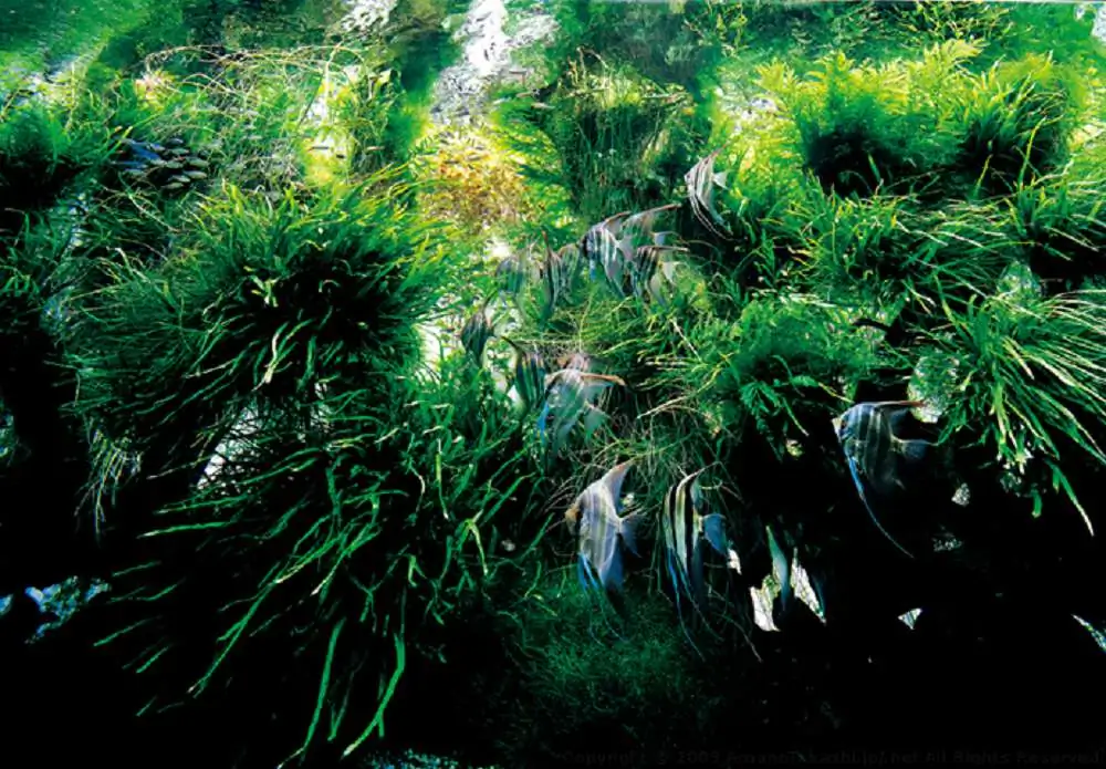 Amano san's history and aquarium tanks