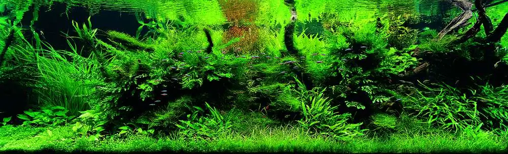 Amano san's history and aquarium tanks