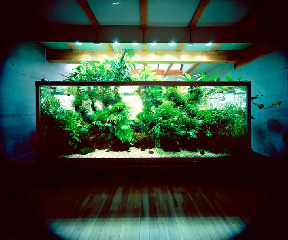Amano san's history and aquarium tanks
