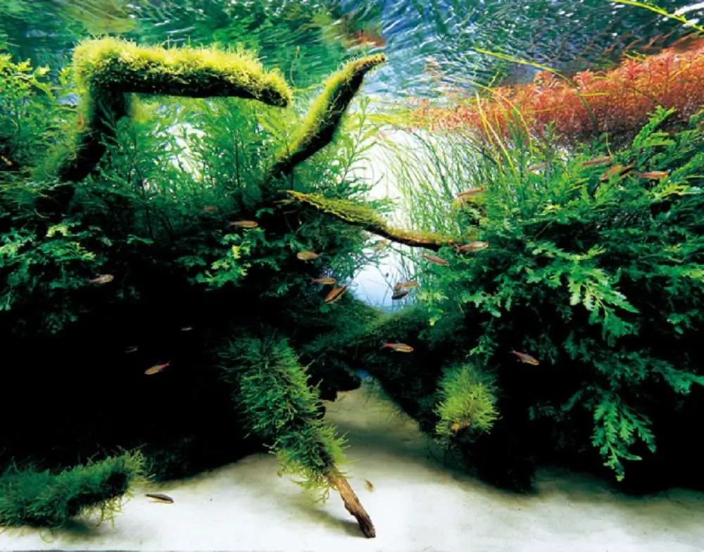 Amano san's history and aquarium tanks