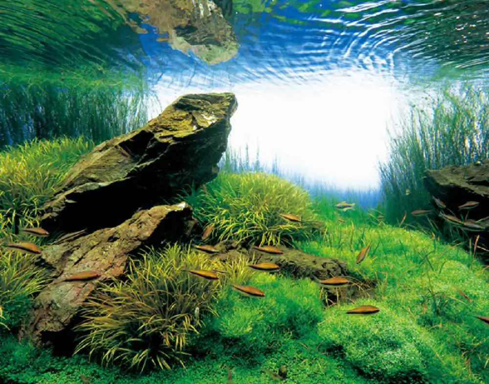 Amano san's history and aquarium tanks