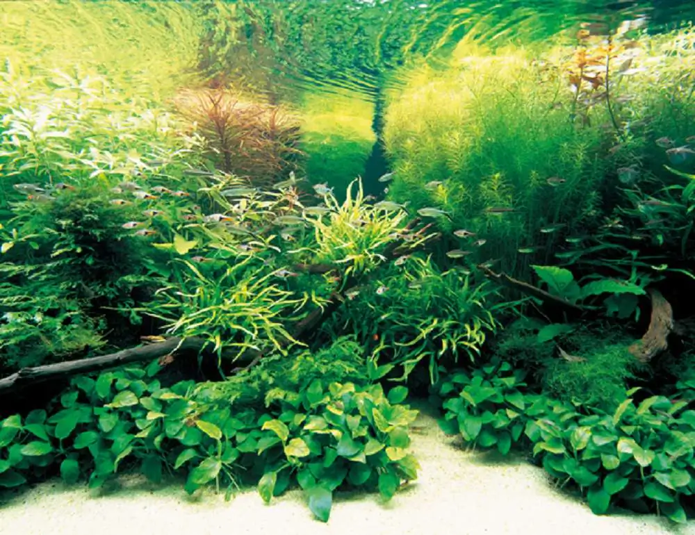 Amano san's history and aquarium tanks
