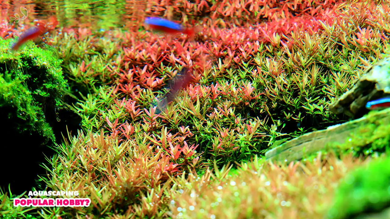  Why is aquascaping such a popular hobby