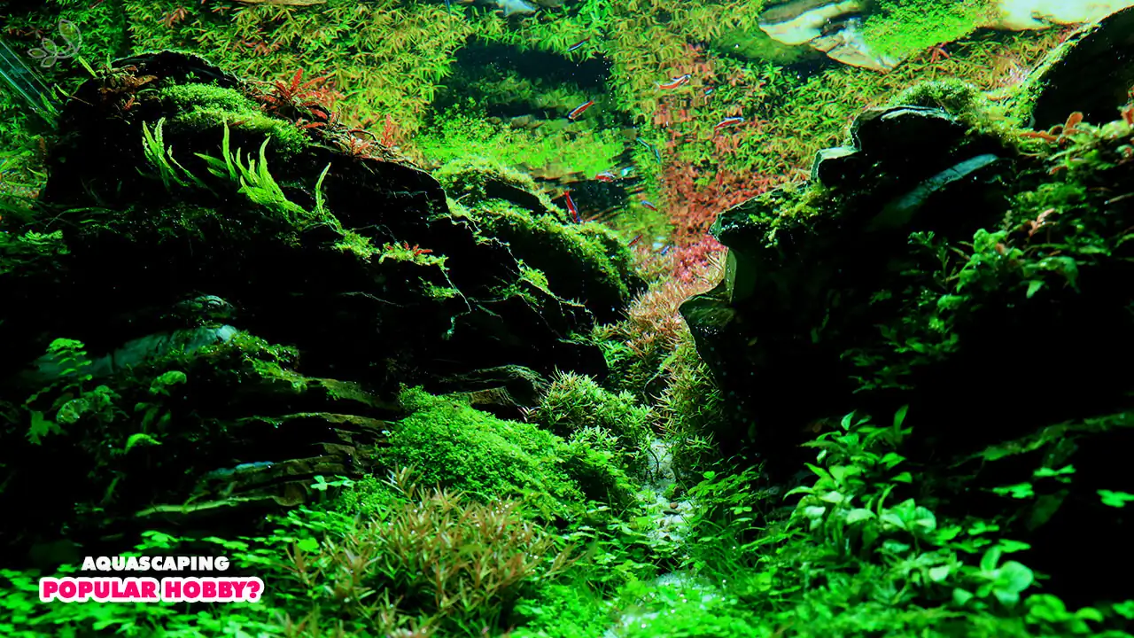  Why is aquascaping such a popular hobby