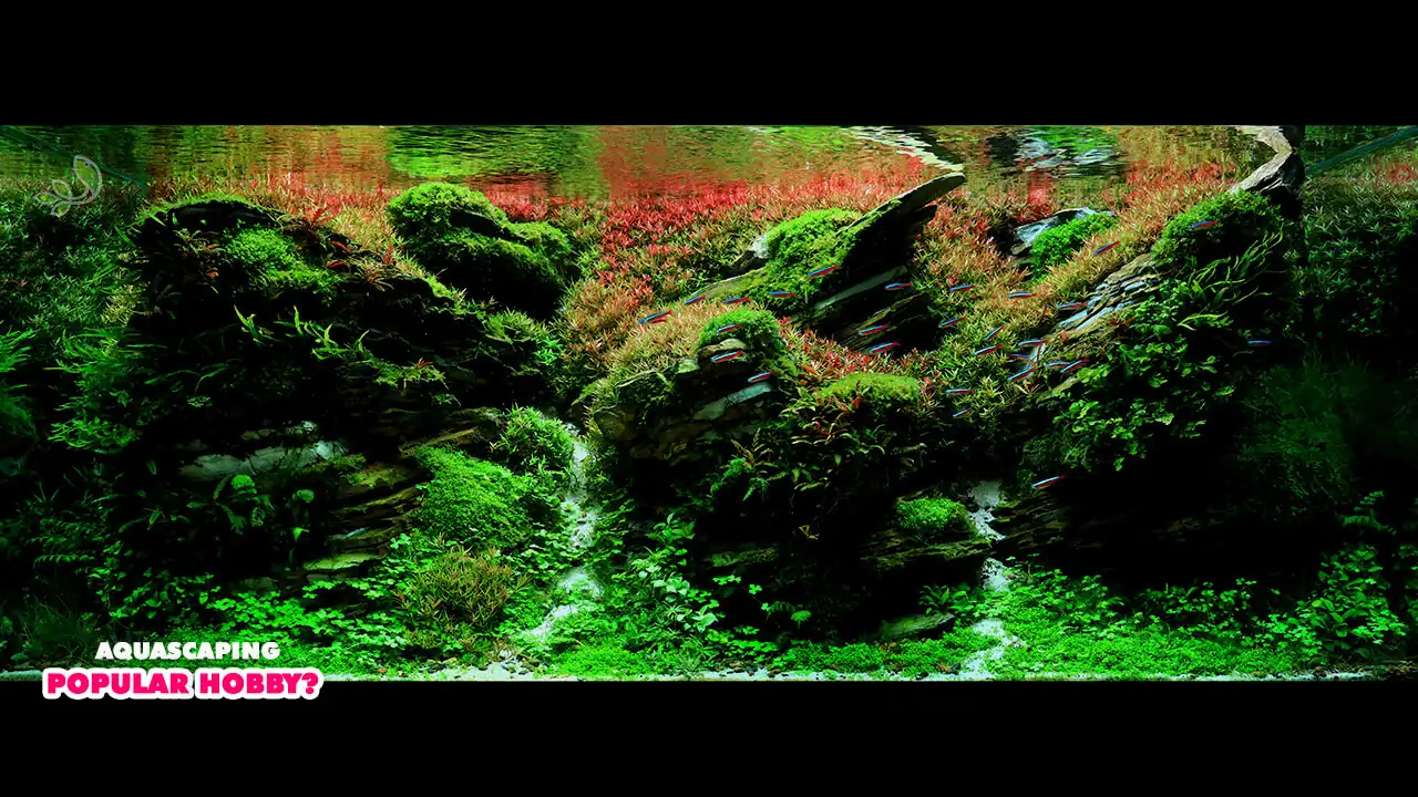  Why is aquascaping such a popular hobby