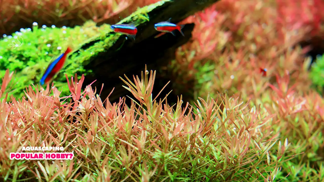  Why is aquascaping such a popular hobby