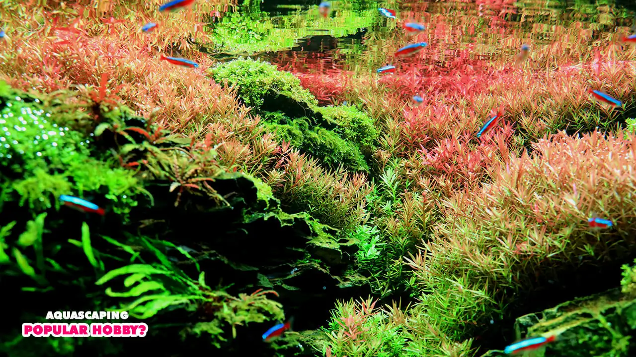  Why is aquascaping such a popular hobby