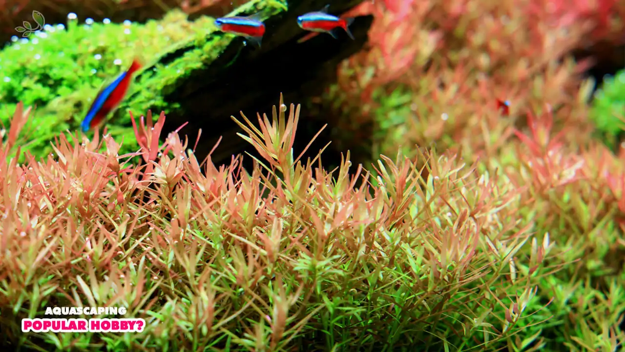  Why is aquascaping such a popular hobby