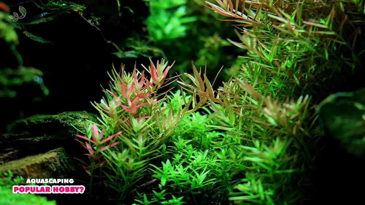  Why is aquascaping such a popular hobby