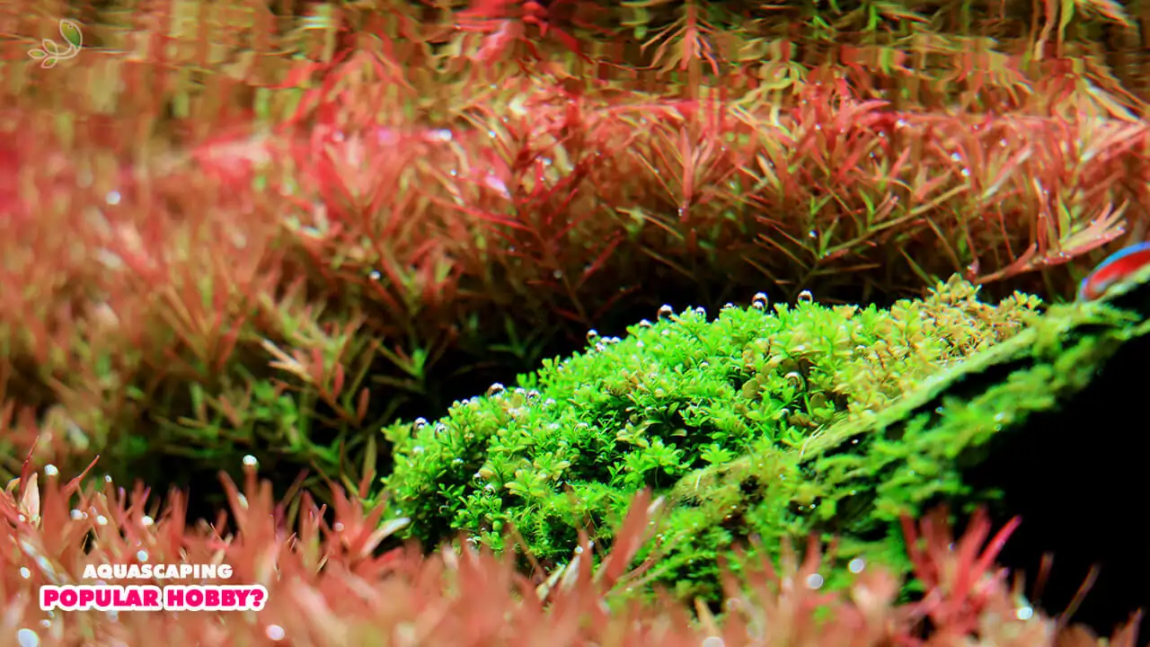  Why is aquascaping such a popular hobby