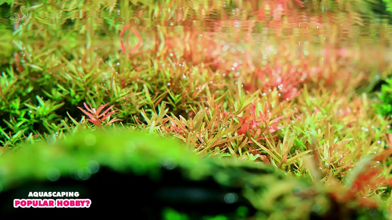  Why is aquascaping such a popular hobby