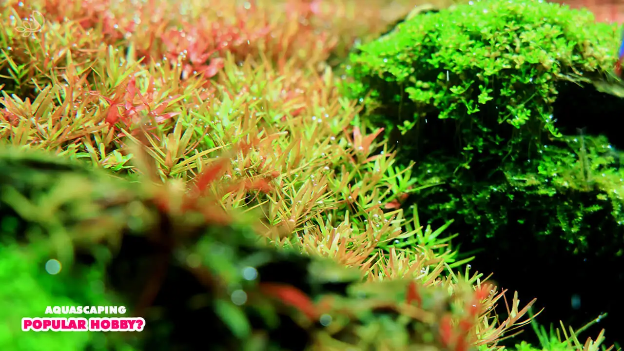  Why is aquascaping such a popular hobby