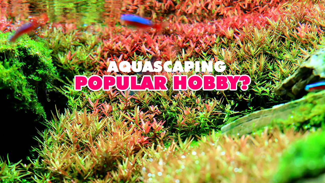  Why is aquascaping such a popular hobby?