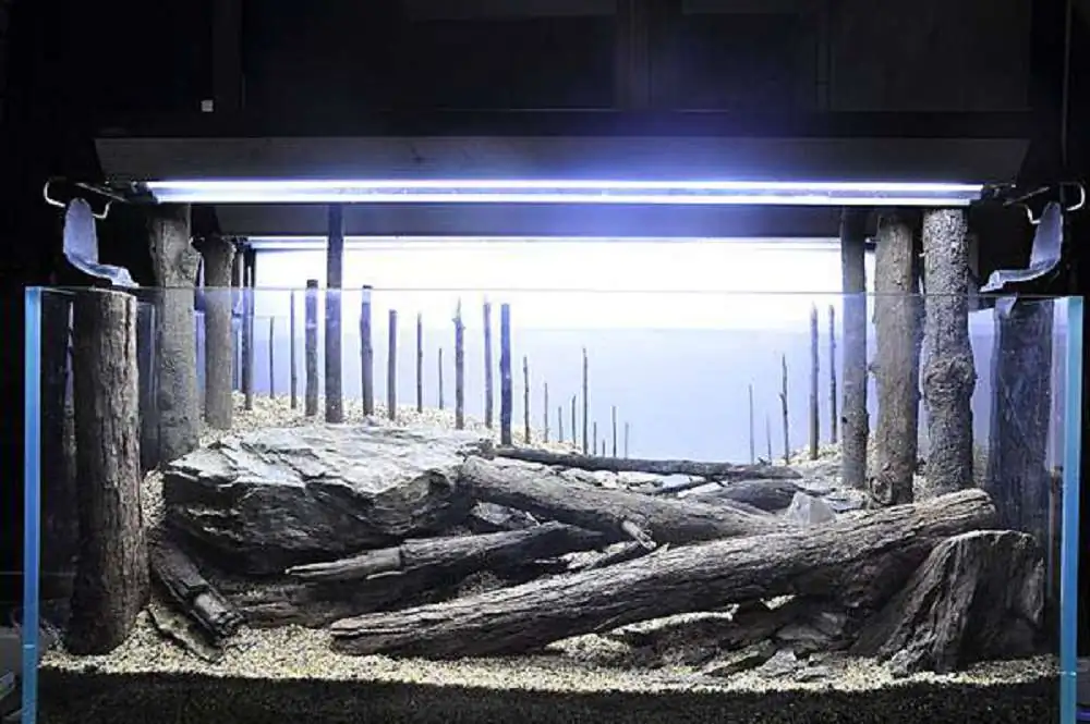 Coniferous forest by Chen, Han-Hsuan / Taiwan Coniferous forest by Chen, Han-Hsuan / Taiwan